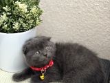 Scottish Fold Top Kafa Yavrular
