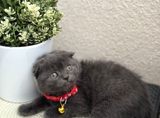 Scottish Fold Top Kafa Yavrular görsel