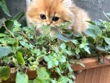 Çok Minnoş Harika Karaktere Sahip Bebek