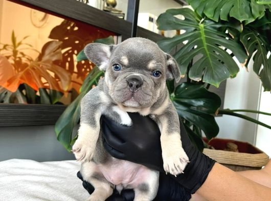Rengarenk French Bulldog Yavrularim Egzoti̇k