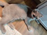 Ücretsiz Sahiplenme Scottish Fold