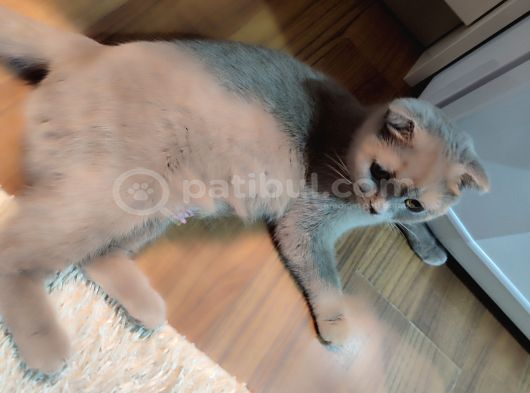 Ücretsiz Sahiplenme Scottish Fold görsel