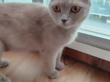 Ücretsiz Sahiplenme Scottish Fold