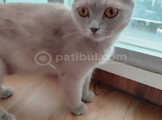 Ücretsiz Sahiplenme Scottish Fold görsel