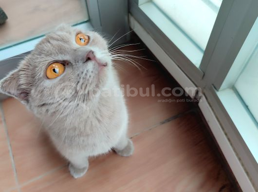 Ücretsiz Sahiplenme Scottish Fold