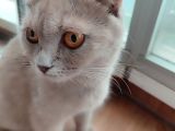 Ücretsiz Sahiplenme Scottish Fold