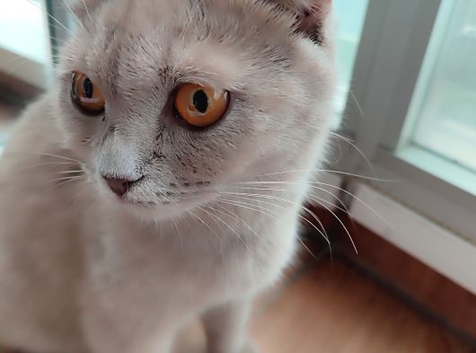 Ücretsiz Sahiplenme Scottish Fold görsel