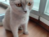 Ücretsiz Sahiplenme Scottish Fold