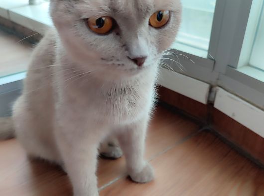 Ücretsiz Sahiplenme Scottish Fold görsel