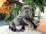 Rengarenk French Bulldog Yavrularim Egzoti̇k