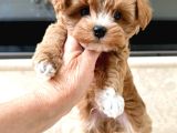 Evden Maltipoo