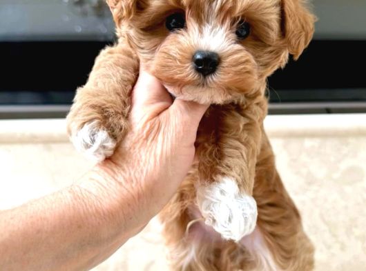 Evden Maltipoo görsel