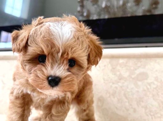 Evden maltipoo