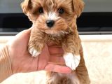 Evden Maltipoo