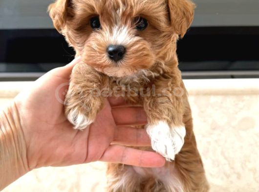 Evden Maltipoo görsel