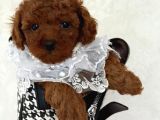 Toy Poodle Sevi̇mli̇ Yavrular Ev Üreti̇mi̇