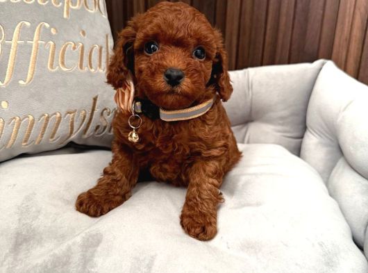 Toy Poodle Sevi̇mli̇ Yavrular Ev Üreti̇mi̇ görsel