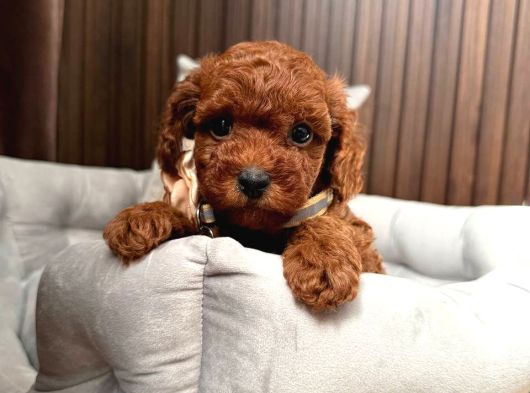 Toy Poodle Sevi̇mli̇ Yavrular Ev Üreti̇mi̇ görsel