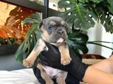 Rengarenk French Bulldog Yavrularim Egzoti̇k