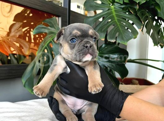 Rengarenk French Bulldog Yavrularim Egzoti̇k görsel