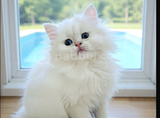 Safkan Anne Babadan Scr Longhair Kalıcı Mavi Göz