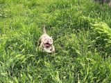Eği̇ti̇mli̇ Ameri̇kan Bully Di̇şi̇