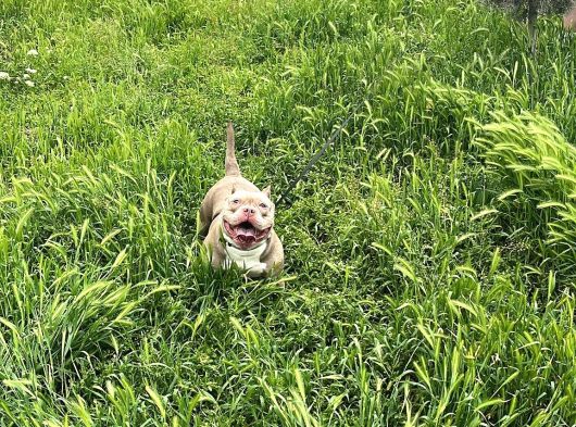 EĞİTİMLİ AMERİKAN BULLY DİŞİ