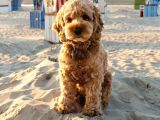Malti̇poo Ci̇nsi̇ Yavrular Ev Üreti̇mi̇