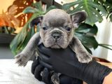 Rengarenk French Bulldog Yavrularim Egzoti̇k