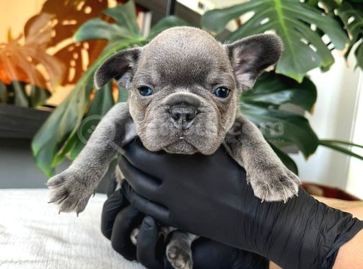 Rengarenk French Bulldog Yavrularim Egzoti̇k görsel