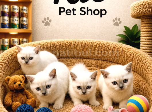 Mükemmel Güzellikte British Shorthair Blue Point Yavrularımı görsel