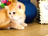 A Kali̇te Bri̇thi̇ş Şhorthai̇r Golden Yavrular