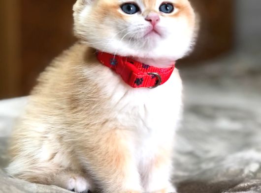 A KALİTE BRİTHİŞ ŞHORTHAİR GOLDEN YAVRULAR