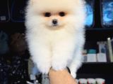 Pomerri̇an Boo Sevi̇mli̇ Yavrular