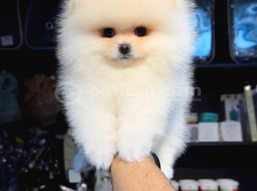 POMERRİAN BOO SEVİMLİ YAVRULAR