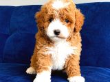 Malti̇poo Ci̇nsi̇ Yavrular Ev Üreti̇mi̇