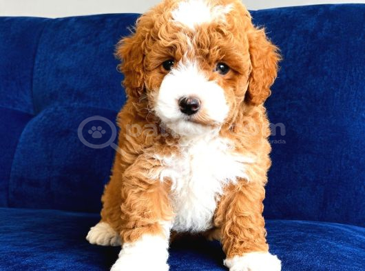 Malti̇poo Ci̇nsi̇ Yavrular Ev Üreti̇mi̇ görsel