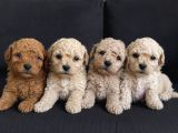 Malti̇poo Ci̇nsi̇ Yavrular Ev Üreti̇mi̇