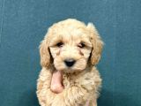 Malti̇poo Ci̇nsi̇ Yavrular Ev Üreti̇mi̇