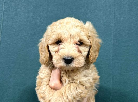 Malti̇poo Ci̇nsi̇ Yavrular Ev Üreti̇mi̇ görsel