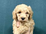 Malti̇poo Ci̇nsi̇ Yavrular Ev Üreti̇mi̇
