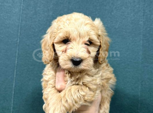 Malti̇poo Ci̇nsi̇ Yavrular Ev Üreti̇mi̇ görsel