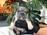 Rengarenk French Bulldog Yavrularim Egzoti̇k