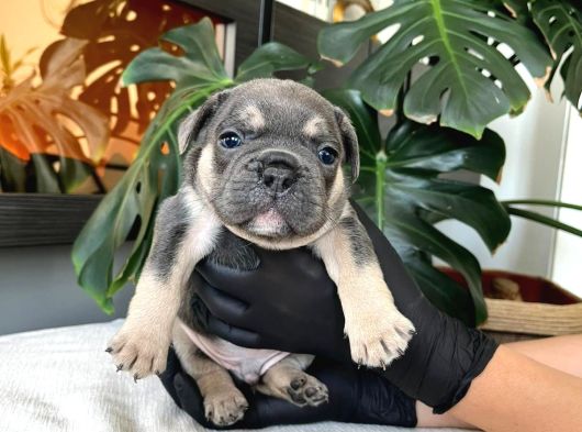 Rengarenk French Bulldog Yavrularim Egzoti̇k görsel