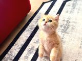 Safkan British Shorthair Golden Ny12 Erkek Yavru  30 Mart D