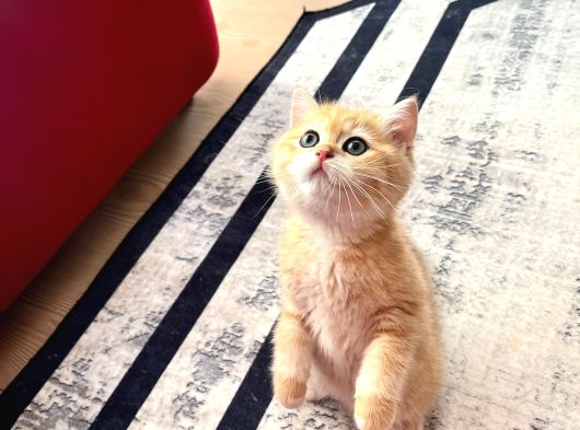 Safkan British Shorthair Golden Ny12 Erkek Yavru  30 Mart D görsel