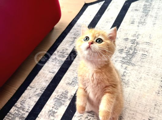 Safkan British Shorthair Golden Ny12 Erkek Yavru  30 Mart D görsel