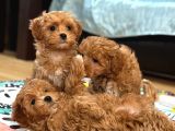 Malti̇poo Ci̇nsi̇ Yavrular Ev Üreti̇mi̇
