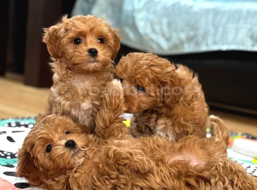 Malti̇poo Ci̇nsi̇ Yavrular Ev Üreti̇mi̇ görsel