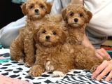 Toy Poodle Sevi̇mli̇ Yavrular Ev Üreti̇mi̇